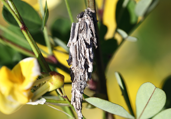 Bruco di Psychidae?